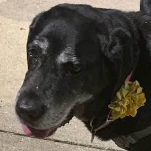 Meet your Posher, Alice